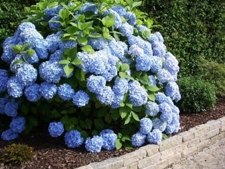 Votre paysagiste à Rennes vous présente la famille des Hortensias