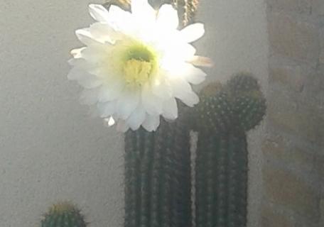 Floraison d' une Cactée - Rennes