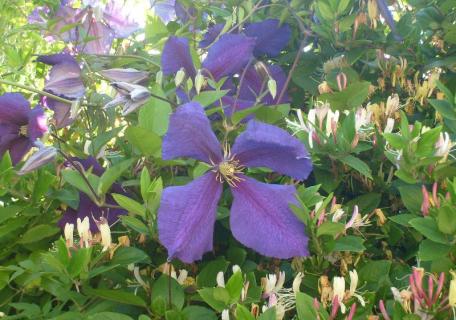 Plantation Clematite - Rennes