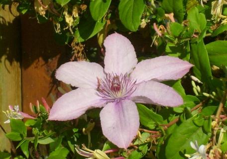 Plantation Clematite - Rennes