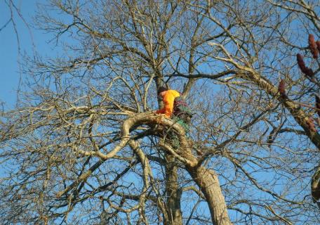 Elagage d'un arbre - Rennes