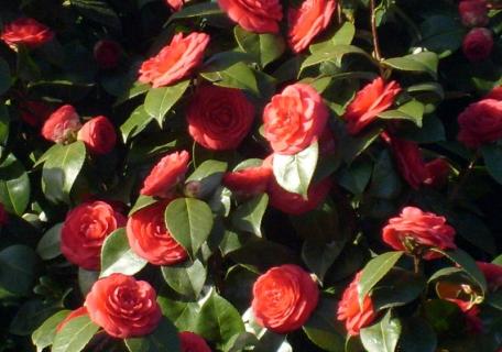 Fleurs de Camelia - Rennes