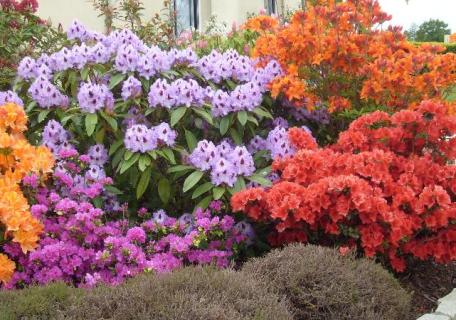 Floraison printanière - Rennes