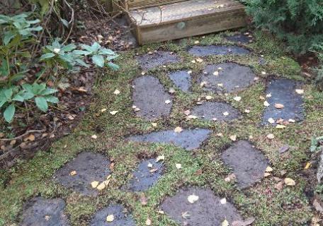 Tapis de Sedum - Cesson Sévigné Rennes