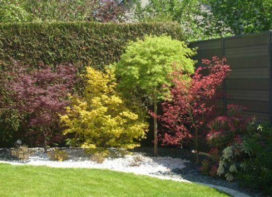 Massif acer palmatum - Chantepie