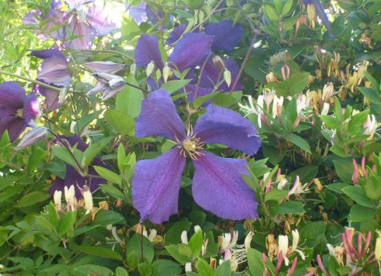 Plantation Clematite - Rennes