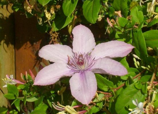 Plantation Clematite - Rennes