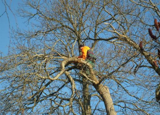 Elagage d'un arbre - Rennes