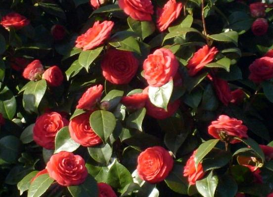 Fleurs de Camelia - Rennes